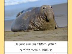 코끼리물개? 그게 생각나네.