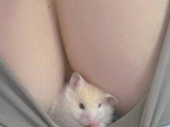 햄스터